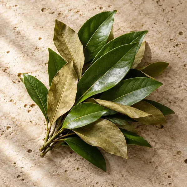 Glossy West Indian bay leaves