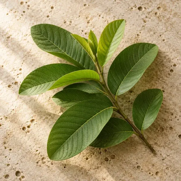 A branch of guava leaves