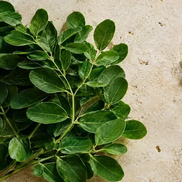 Fresh moringa leaves