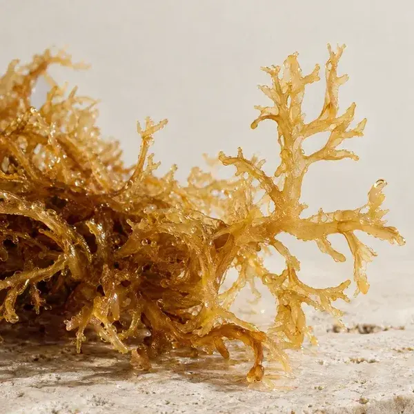 Golden wildcrafted sea moss