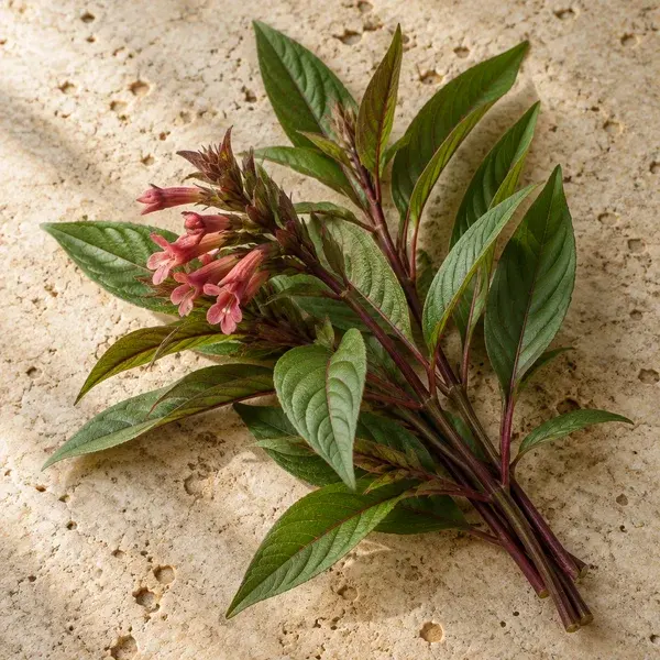 Stems of Justicia secunda with red-veined leaves