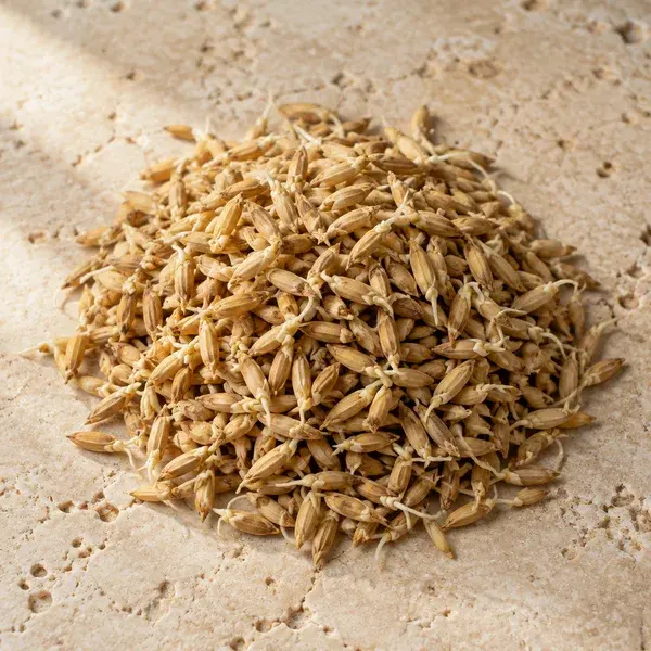 Toasted sprouted rice grains