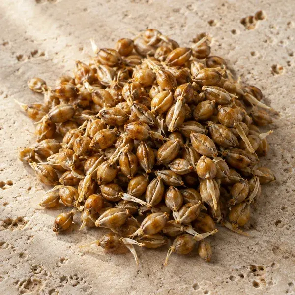 Toasted sprouted barley grains