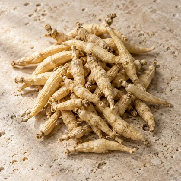 Slender dried pseudostellaria roots